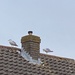 Two Gulls On A Roof by davemockford
