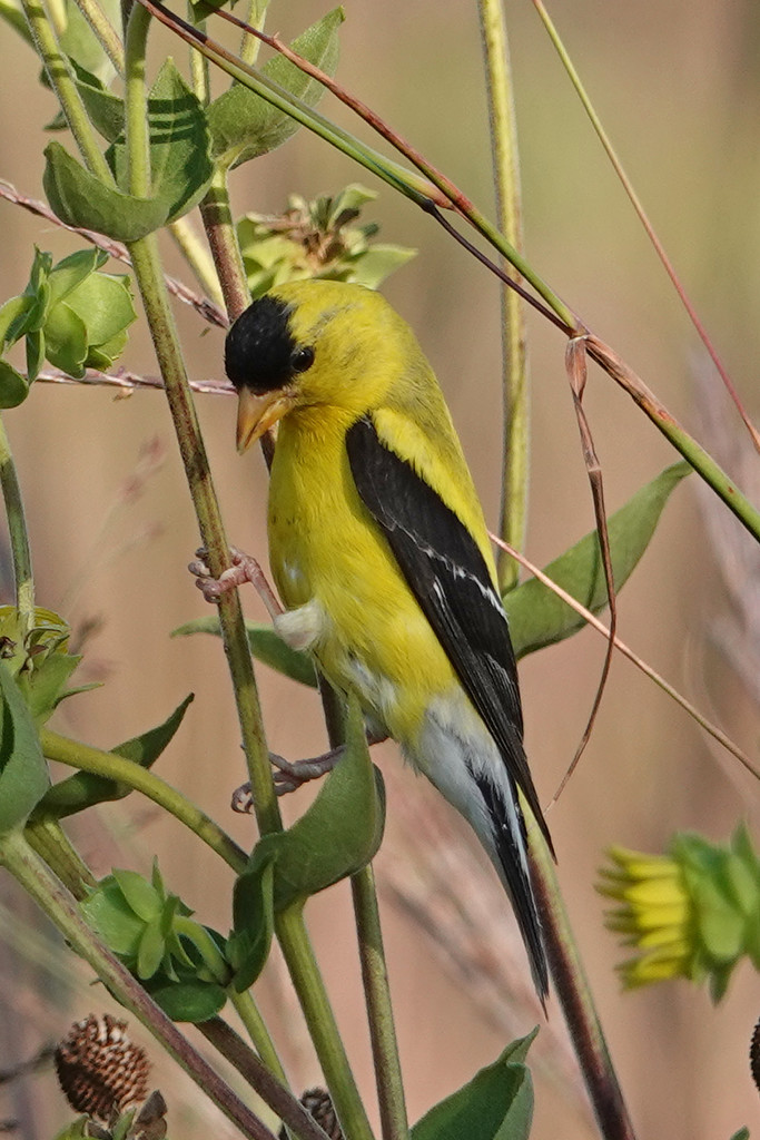 American Goldfinch by annepann