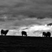 cows by ianmetcalfe