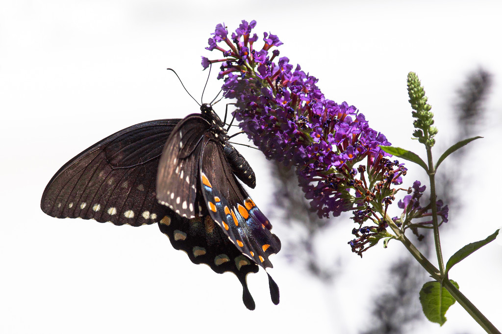 Female Spice Bush Swallowtail Butterfly by berelaxed