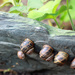 snail nursery by callymazoo