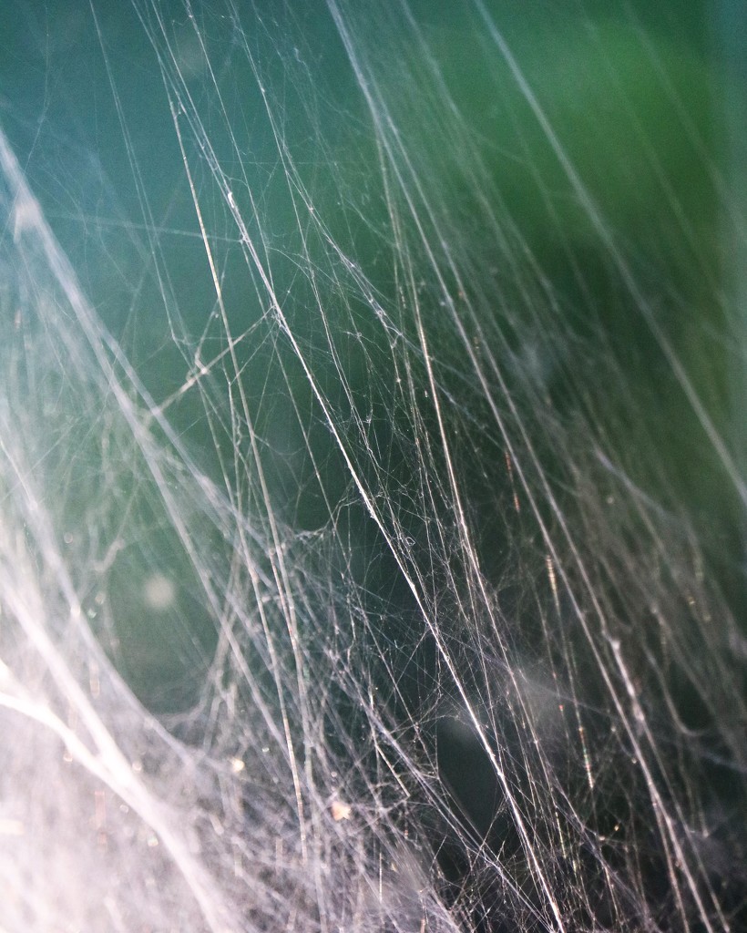 August 26: Spider Web by daisymiller
