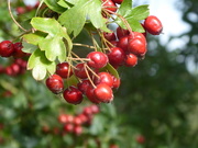 30th Aug 2020 - hawthorn berries