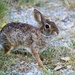 August 27: Rabbit by daisymiller