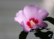 29th Aug 2020 - August 29: Rose of Sharon