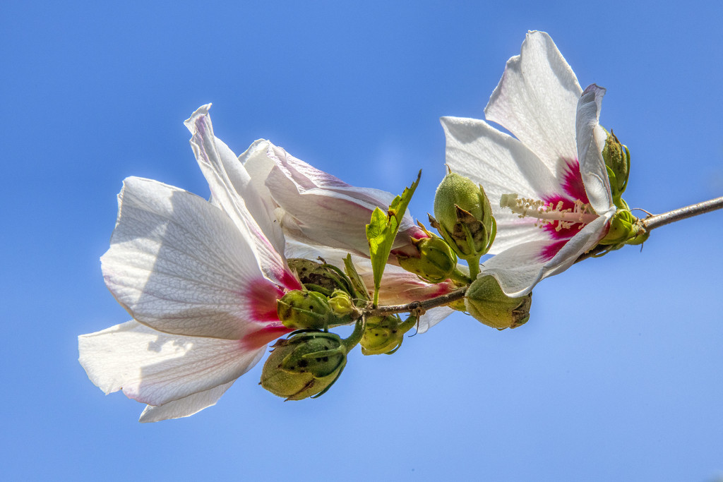 Hibiscus by kvphoto
