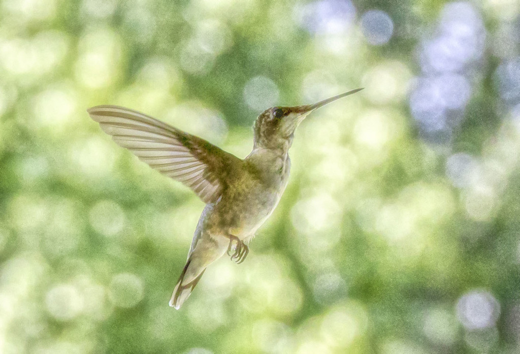 Hummingbird by kvphoto