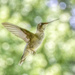 Hummingbird by kvphoto
