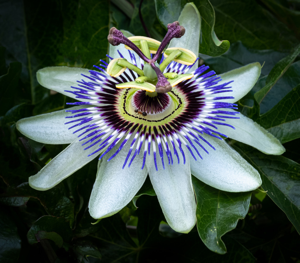 Passion Flower... and Friend! by vignouse