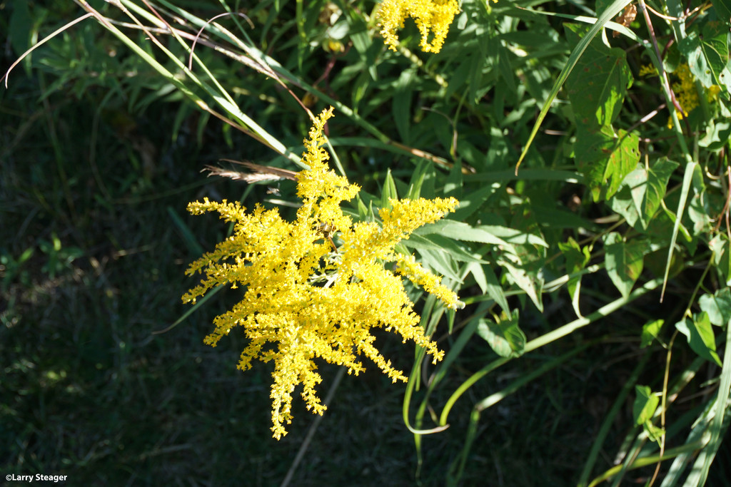 Yellow flower of wild prairie grass by larrysphotos
