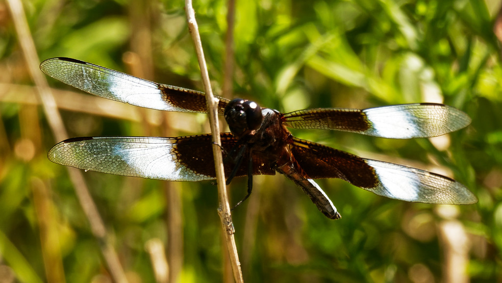 widow skimmer dragonfly by rminer