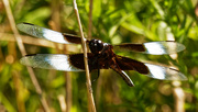 30th Aug 2020 - widow skimmer dragonfly