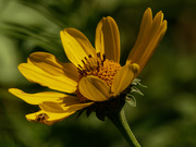 30th Aug 2020 - false sunflower
