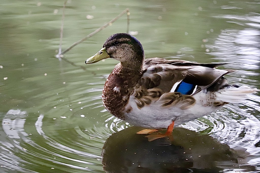 Hello Ducky by carole_sandford