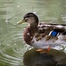 Hello Ducky by carole_sandford
