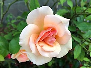 30th Aug 2020 - Rose perfection 