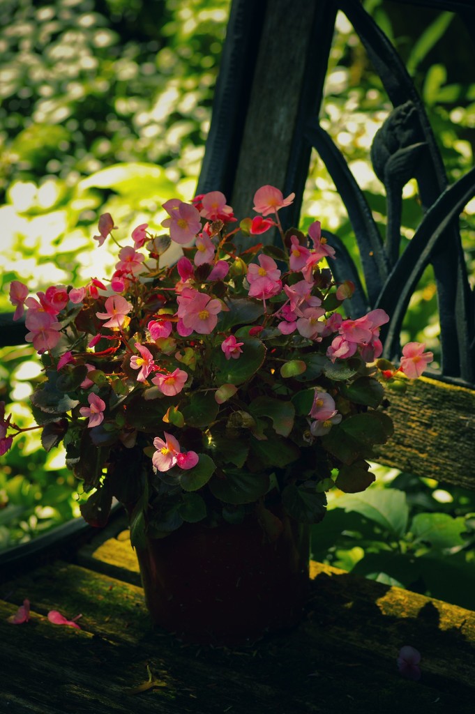 Begonia on a Bench by mzzhope