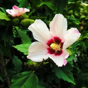 30th Aug 2020 - Rose Of Sharon Blossoms