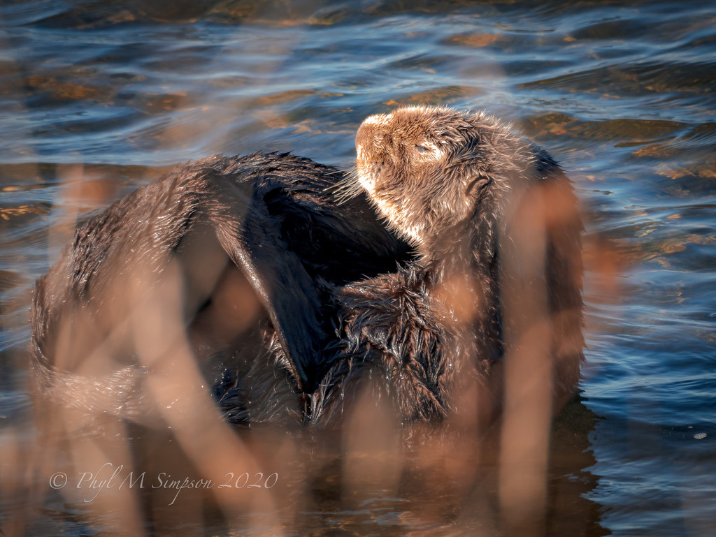 Otter... Lee by elatedpixie