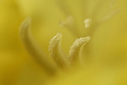31st Aug 2020 - Abstract (Freesia in Yellow)