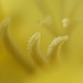 Abstract (Freesia in Yellow) by kipper1951