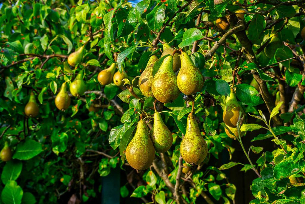 Pears in the Morning sun by tonygig