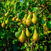 Pears in the Morning sun by tonygig