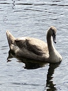 22nd Aug 2020 - Swan