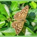 Speckled-Wood Butterfly by carolmw