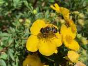 30th Aug 2020 - Hoverfly on Potentilla