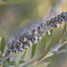 Bottle Brush Nuts by kgolab