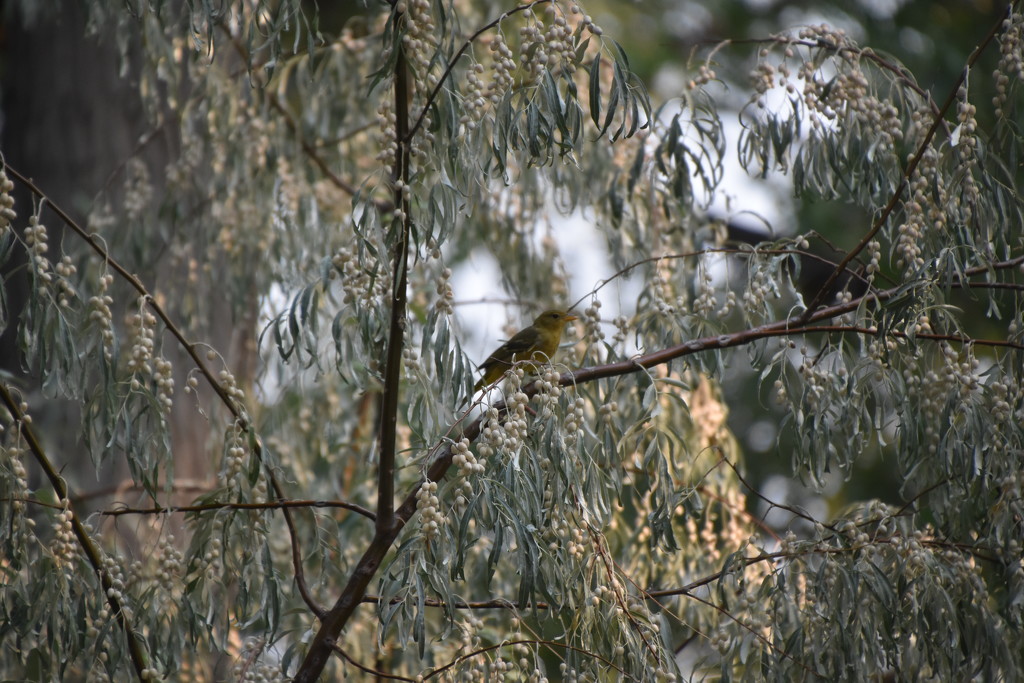 bird In Olive Tree. by bigdad