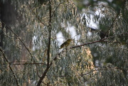 31st Aug 2020 - bird In Olive Tree.