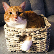 28th Aug 2020 - Honey Squished In Her Basket