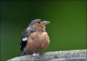 31st Aug 2020 - This little chaffinch comes every day for a drink