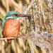 Kingfisher by stevejacob