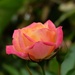 Rose by francesc