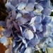 Blue Hydrangea by mariaostrowski