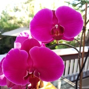 24th Aug 2020 - Orchid