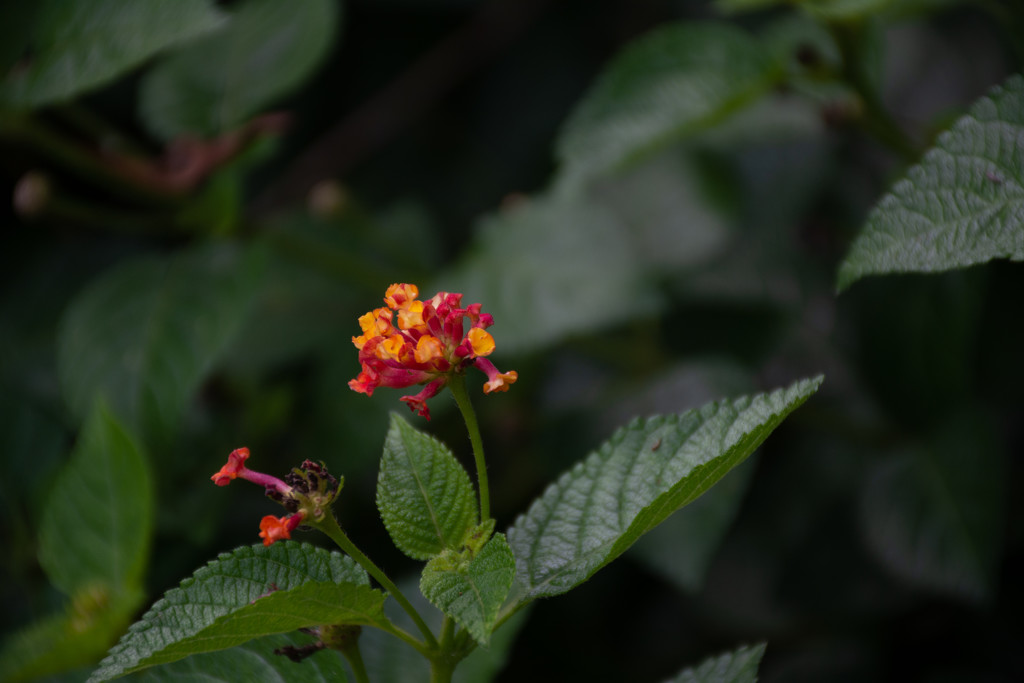 Lantana... by thewatersphotos