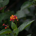 Lantana... by thewatersphotos