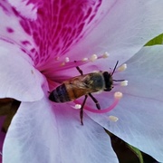 1st Sep 2020 - A Bee & An Azalea ~    