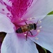 A Bee & An Azalea ~     by happysnaps
