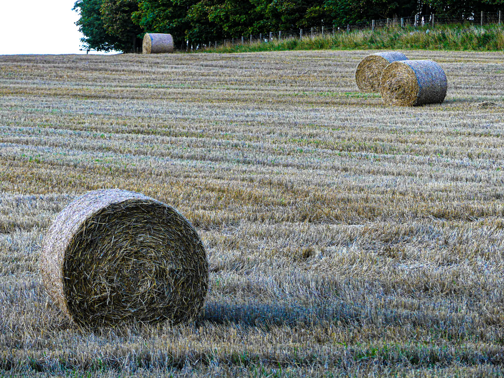 Hay bales by frequentframes