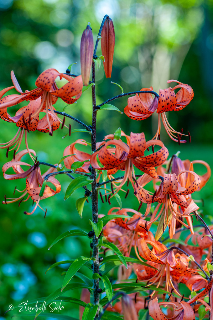 Tiger lilies. by elisasaeter