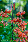31st Aug 2020 - Tiger lilies.