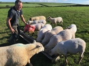 29th Aug 2020 - We were feeding sheep before breakfast 
