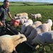 We were feeding sheep before breakfast  by nicolaeastwood