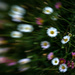Lensbaby Daisies by vignouse