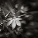 Lensbaby Narines... by vignouse